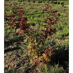 Japán juhar ACER PALMATUM ATROPURPUREUM 60/80*