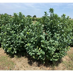 Babérmeggy PRUNUS LAUROCERASUS ANNY 125/150*