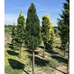 Leyland ciprus CUPRESSOCYPARIS LEYLANDII PYRAMIDALIS T1/2 KÚP*