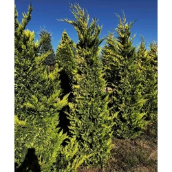 Arany lombú leyland ciprus CUPRESSOCYPARIS LEYLANDII GOLD RIDER NYÍRT 200/+ 3×I*