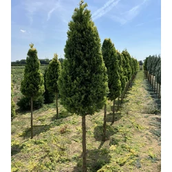 Arany lombú leyland ciprus CUPRESSOCYPARIS LEYLANDII GOLD RIDER T1/2 KÚP*