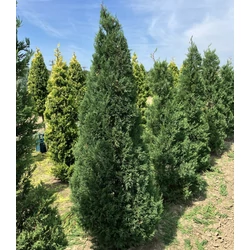 Leyland ciprus CUPRESSOCYPARIS LEYLANDII PYRAMIDALIS 200/+ *