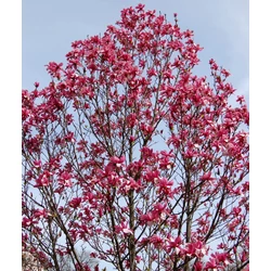 Liliomfa MAGNOLIA GALAXY 80/100*