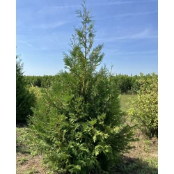 Brabant tuja THUJA OCCIDENTALIS BRABANT 225/250*