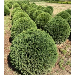 Leyland ciprus CUPRESSOCYPARIS LEYLANDII GÖMBRE NYÍRT 60/70* 