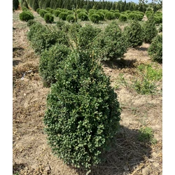 Csipkéslevelű magyal ILEX CRENATA GLORIE DWARF KÚP 60/80*