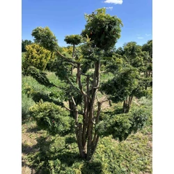 Aranylombú csüngő ágú tiszafa TAXUS BACCATA DOVASTONIANA AUREA BONSAI 150/175* 