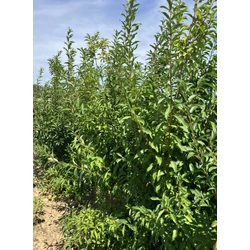 Aranyvessző FORSYTHIA INTERMEDIA MIKADOR 175/200*