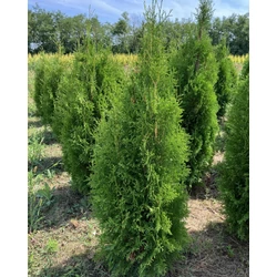 Brabant tuja THUJA OCCIDENTALIS KING OF BRABANT 125/150*
