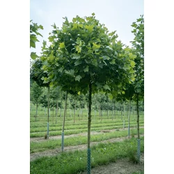 Gömb platán PLATANUS ACERIFOLIA ALPHENS GLOBE T160/180 K10