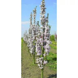Oszlopos díszcseresznye   PRUNUS SERRULATA AMANOGAWA 125/150 K6