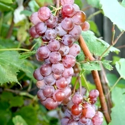 CsemegeszőlőVITIS VINIFERA LIDIA (KÜLÖNLEGES CSEMEGE) K2