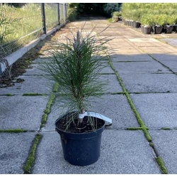 Oszlopos feketefenyő PINUS NIGRA GREEN TOWER K3