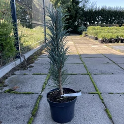 Oszlopos erdeifenyő PINUS SYLVESTRIS FASTIGIATA K3
