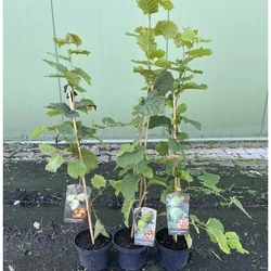 Katalonski mogyoró CORYLUS AVELLANA KATALONSKI K3