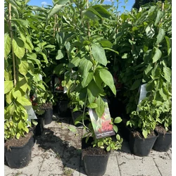 Big Lifeberry goji bogyó LYCIUM BARBARUM BIG LIFEBERRY K2