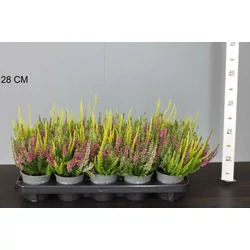 Csarab    CALLUNA VULGARIS BEAUTY LADIES TRIOS 25/30 CS11