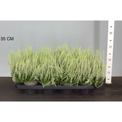 Csarab     CALLUNA VULGARIS BEAUTY LADIES WHITE 15/20 CS12