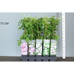Hegyi iszalag  CLEMATIS MONTANA FAJTÁK 60/65 K2