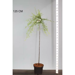 Kúszó madárbirs   COTONEASTER SUECICUS CORAL BEAUTY T80 K4