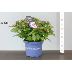 Kerti hortenzia  HYDRANGEA MACROPHYLLA TIFFANY PURPLE 30/40 K5