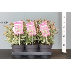 Fűrészeslevelű hortenzia HYDRANGEA SERRATA EUPHORIA PINK 25/35 CS15
