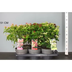 Szagtalan orbáncfű HYPERICUM MIRACLE FAJTÁK 25/30 K2
