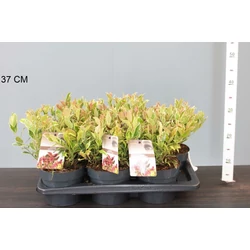Fürtös hanga  LEUCOTHOE AXILLARIS FIRESTAR 20/30 CS17