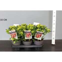 Japán dérbabér SKIMMIA JAPONICA CLEOPATRA 10/15 K1