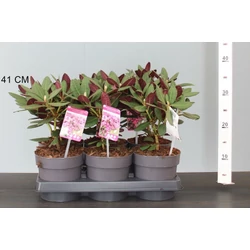 Havasszépe   RHODODENDRON WINE AND ROSES 15/20 CS15