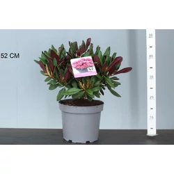 Rhododendron    RHODODENDRON WINE AND ROSES 30/35 K5