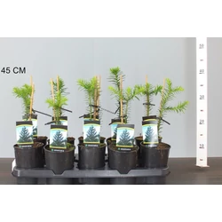 Chilei fenyő ARAUCARIA ARAUCANA 15/20 K1
