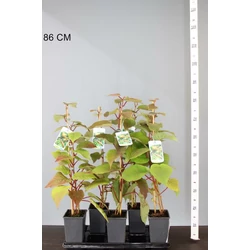Jenny kivi ACTINIDIA DELICIOSA JENNY 60/70 K2