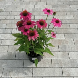 Bíbor kasvirág ECHINACEA PURPUREA POW WOW WILD BERRY K1,5