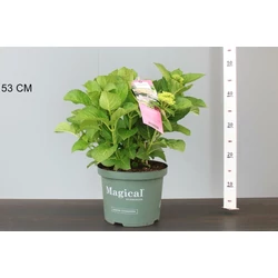 Kerti hortenzia  HYDRANGEA MACROPHYLLA MAGICAL JEWEL 30/40 K5