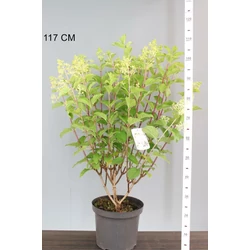Bugás hortenzia   HYDRANGEA PANICULATA SILVER DOLLAR 80/100 K10