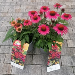 Bíbor kasvirág  ECHINACEA PURPUREA FAJTÁK CS19