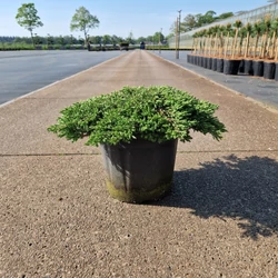 Közönséges boróka   JUNIPERUS COMMUNIS GREEN CARPET 30/40 K8