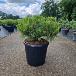 Törpe japán erdeifenyő  PINUS DENSIFLORA LOW GLOW 35/40 K15