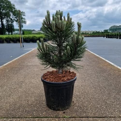 Törpe páncélfenyő PINUS LEUCODERMIS COMPACT GEM 40/+ K8