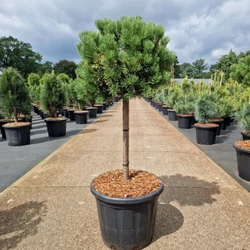 Aranylombú havasi törpefenyő  PINUS MUGO CARSTEN&#039;S WINTERGOLD T40 50/+ K35