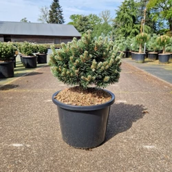 TörpefenyőPINUS MUGO SHERWOOD COMPACT 35/40 K12