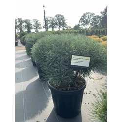 Erdeifenyő PINUS SYLVESTRIS CHANTRY BLUE 35/40 K18