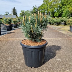 Törpe erdeifenyő   PINUS SYLVESTRIS WATERERI 35/40 K15