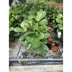 Lantlevelű fikusz FICUS LYRATA K5