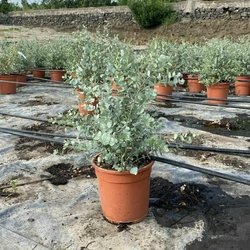 Havasi eukaliptusz EUCALYPTUS GUNNII 50/60 K4