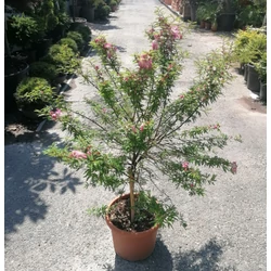 Balkon selyemakác CALLIANDRA SURINAMENSIS DIXIE PINK T50 K15