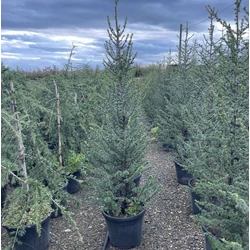 Atlasz cédrus CEDRUS ATLANTICA 150/170 K45