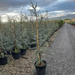Atlasz cédrus  CEDRUS ATLANTICA GLAUCA 150/170 K25