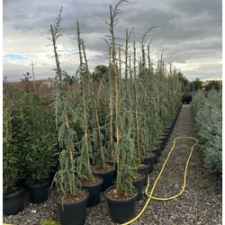 Kék csüngő atlasz cédrus CEDRUS ATLANTICA GLAUCA PENDULA 200/+ K45